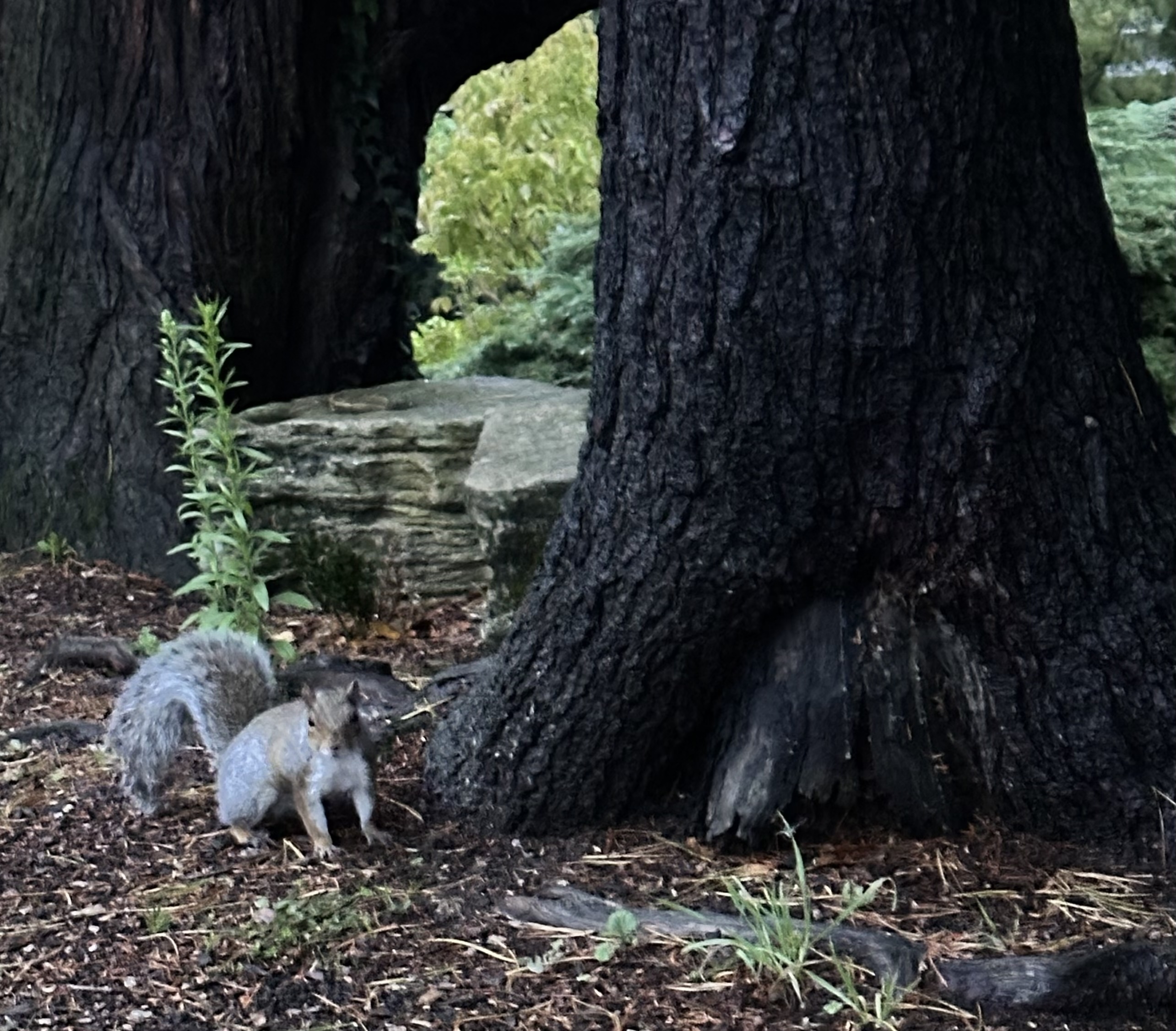 Baldi, Amonn AL-Mahrouq's meeting a very friendly Squirell whilst through Stoke Park, Guildford, Surrey, United Kingdom in october 2023