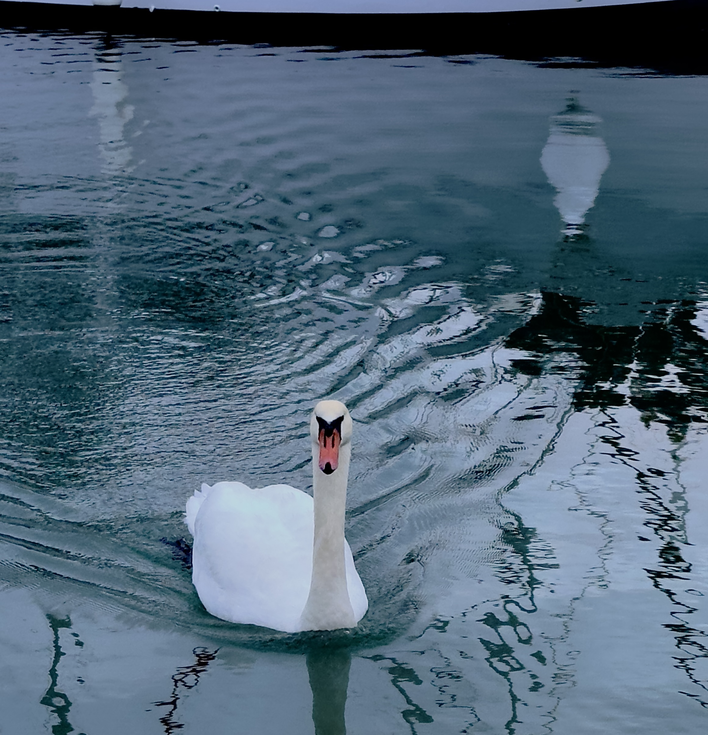 Being inspired by an inquisitive Swan on the South Coast of England whilst walking along the shoreline with a friend, October 2023